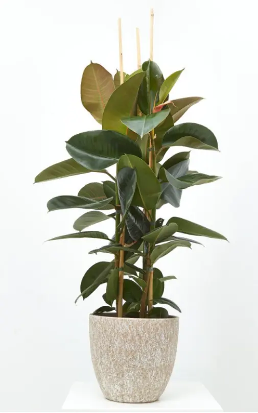 Natural greenhouse plants